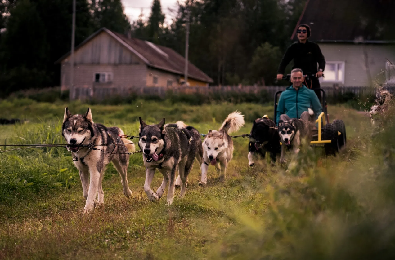 Autumn Husky Safari and Barbecue Experience in Rovaniemi, listing photo