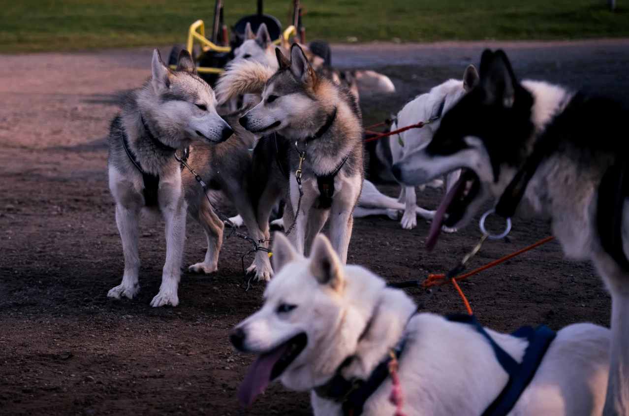 Autumn Husky Safari and Barbecue Experience in Rovaniemi, photo 4