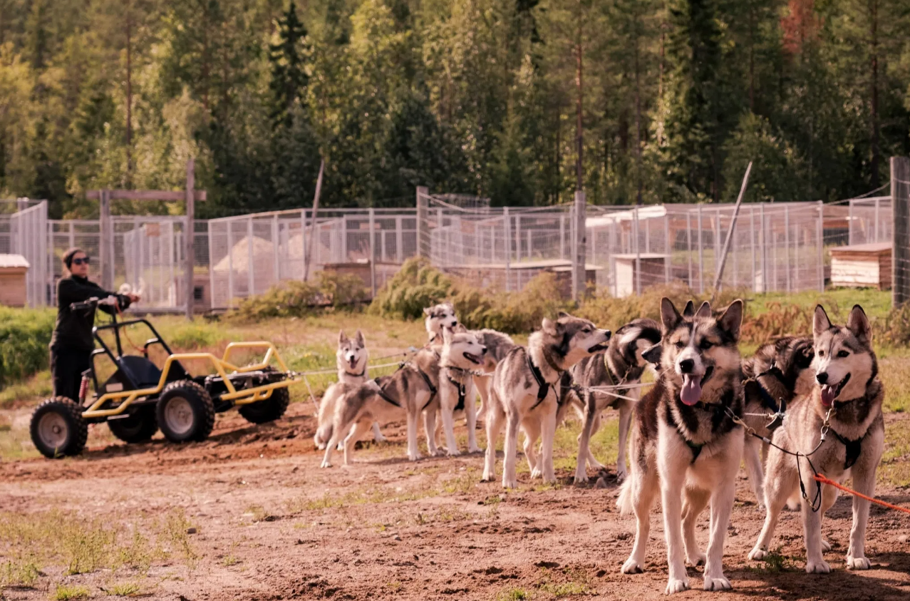 Autumn Husky Safari and Barbecue Experience in Rovaniemi, photo 2