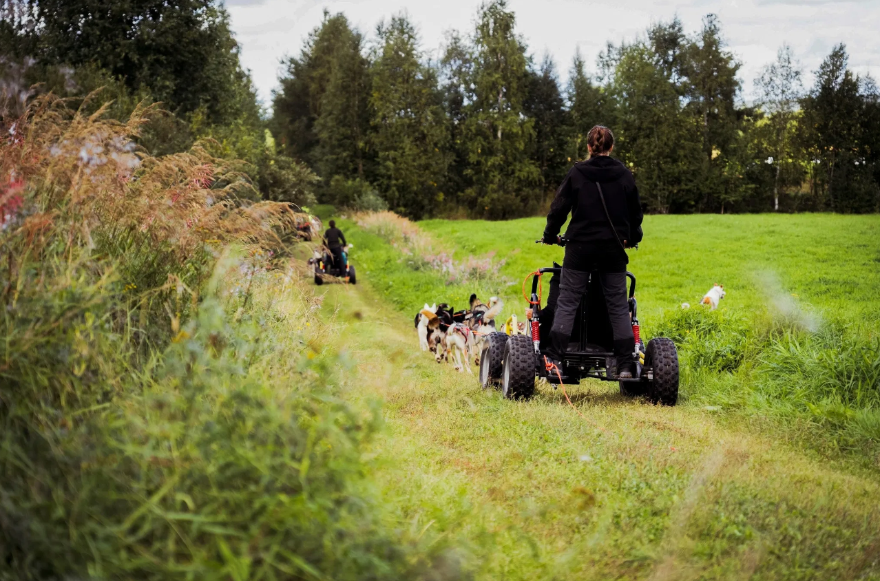 Autumn Husky Safari and Barbecue Experience in Rovaniemi, photo 5