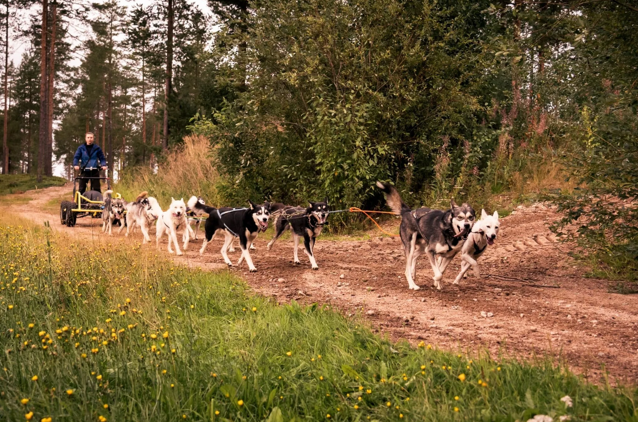 Autumn Husky Safari and Barbecue Experience in Rovaniemi gallery 3