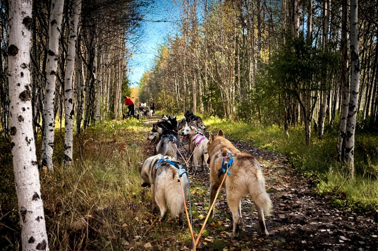 Autumn Husky Safari and Barbecue Experience in Rovaniemi gallery 4