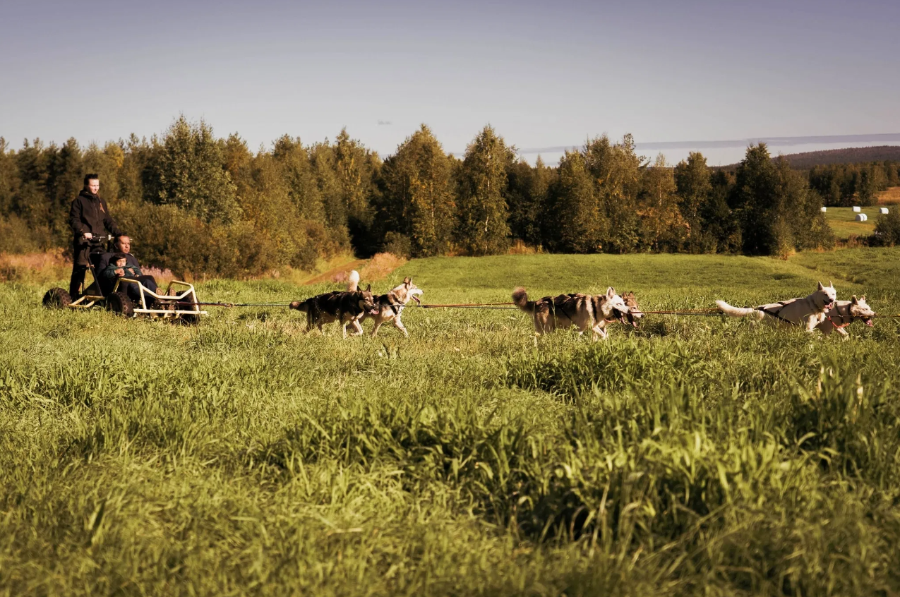Autumn Husky Safari and Barbecue Experience in Rovaniemi gallery 5