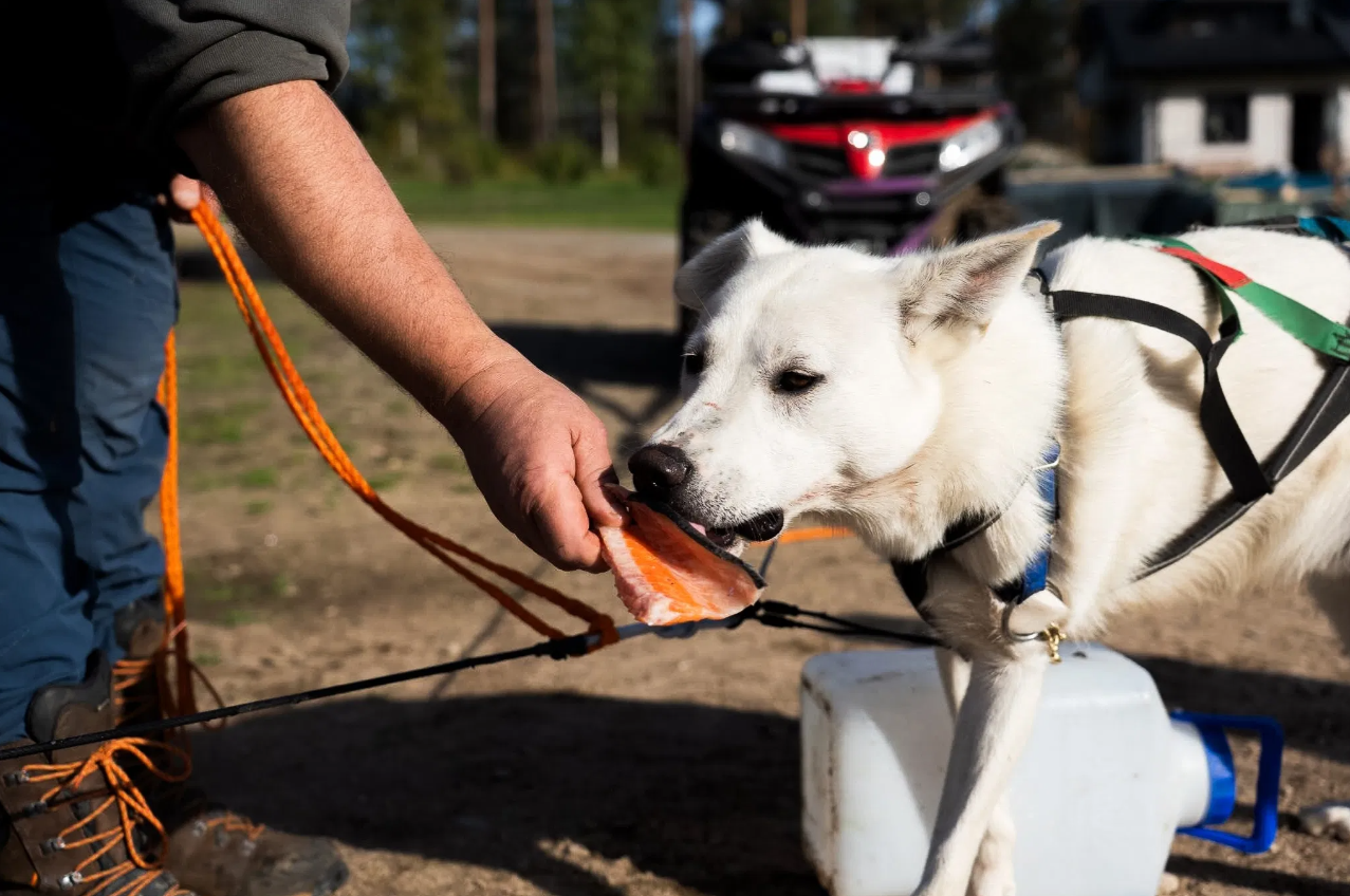 Autumn Husky Safari and Barbecue Experience in Rovaniemi gallery 6
