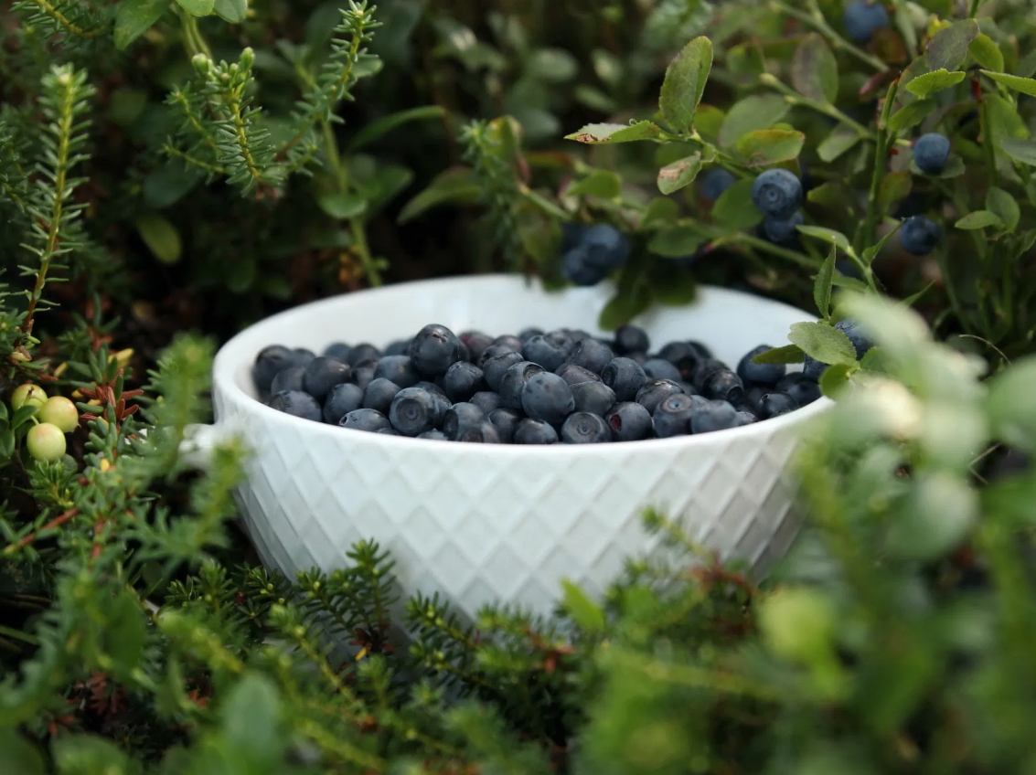 Mushrooms and Wild Berry Picking – Foraging in Rovaniemi, photo 3