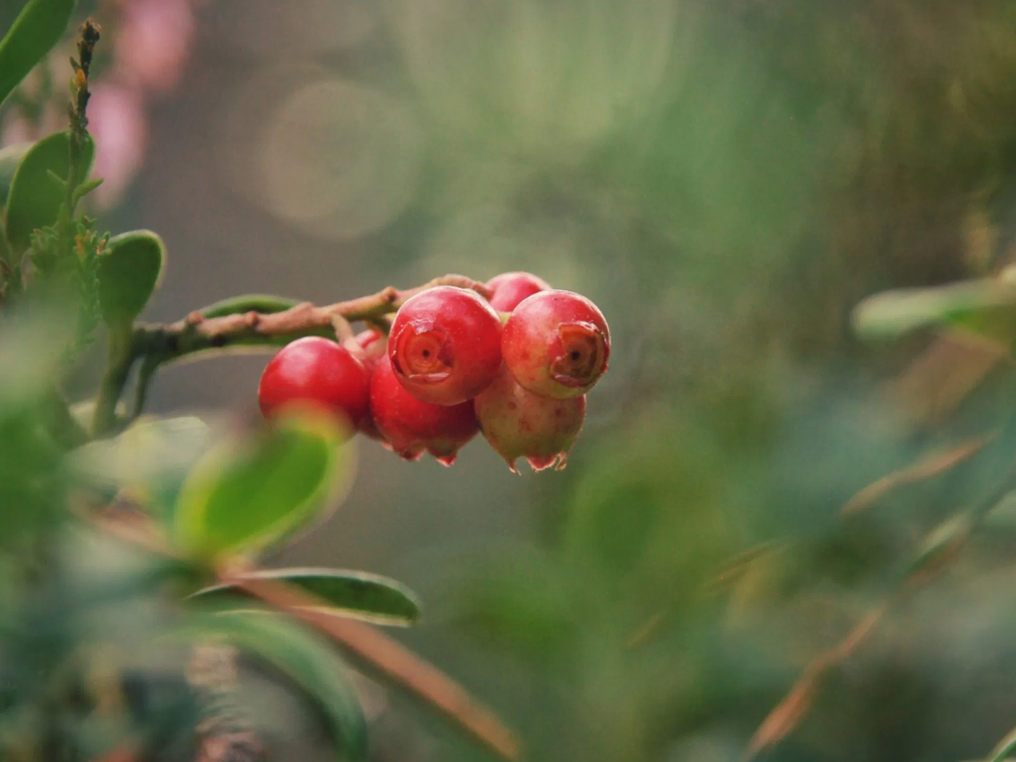 Mushrooms and Wild Berry Picking – Foraging in Rovaniemi, photo 4