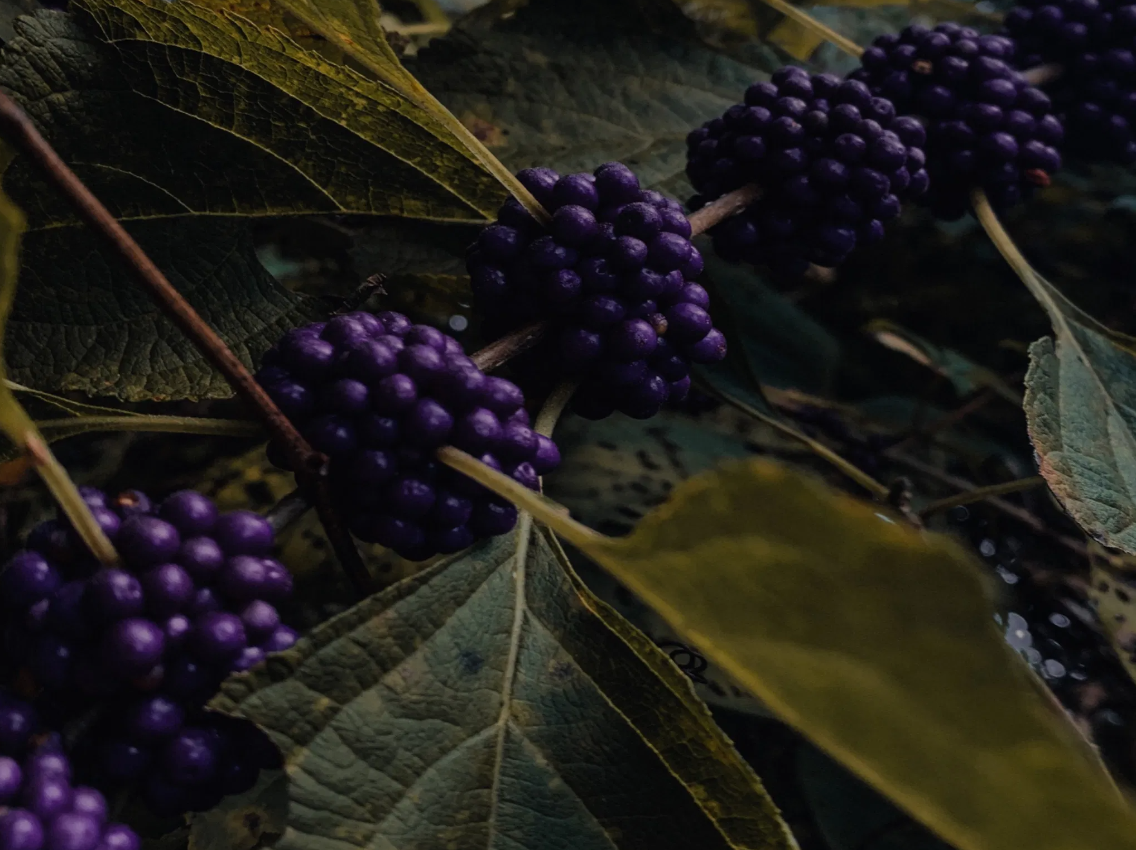 Mushrooms and Wild Berry Picking – Foraging in Rovaniemi, photo 2