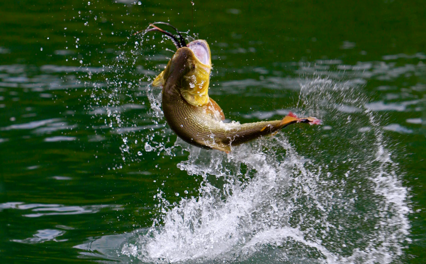 Summer and Autumn Fishing Experience in Rovaniemi gallery 2