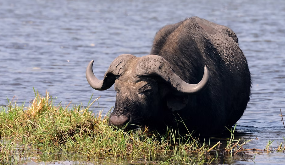 Half Day Upper Zambezi Canoeing Adventure, Zambia gallery 4