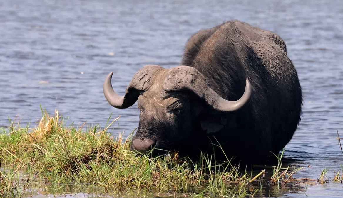 Half Day Upper Zambezi Canoeing Adventure, Zambia, photo 4