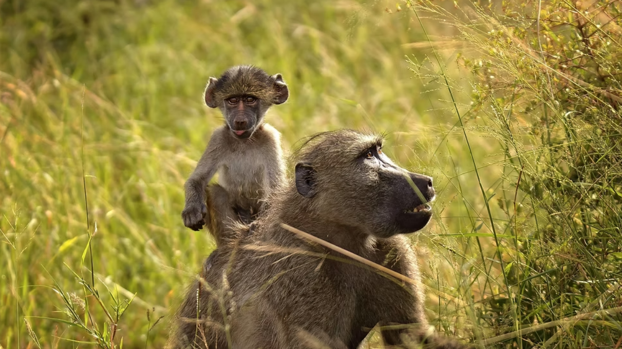3-Day Zambezi Rafting Expedition, Livingstone gallery 9