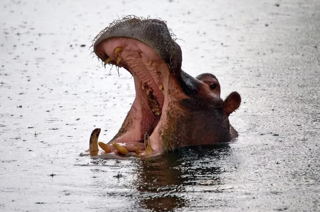 Full Day Upper Zambezi River Float Adventure, Zambia, photo 2
