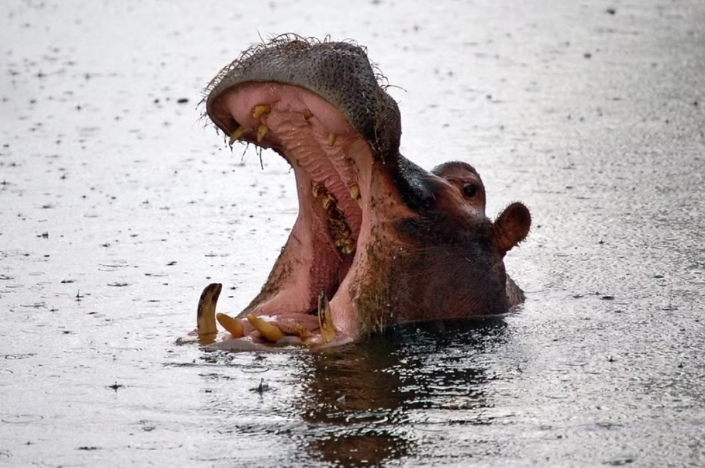 Half Day Upper Zambezi Canoeing Adventure, Zambia gallery 2