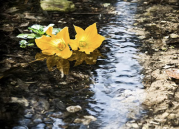 Private Buskett Woodlands & Dingli Cliffs Nature Walk with Expert Botanist Guide gallery 3