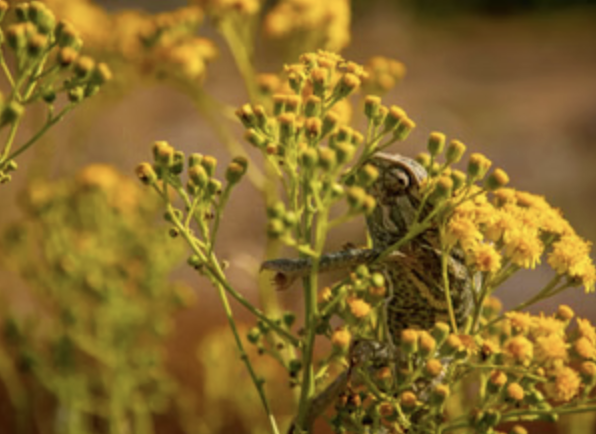 Private Buskett Woodlands & Dingli Cliffs Nature Walk with Expert Botanist Guide, photo 5