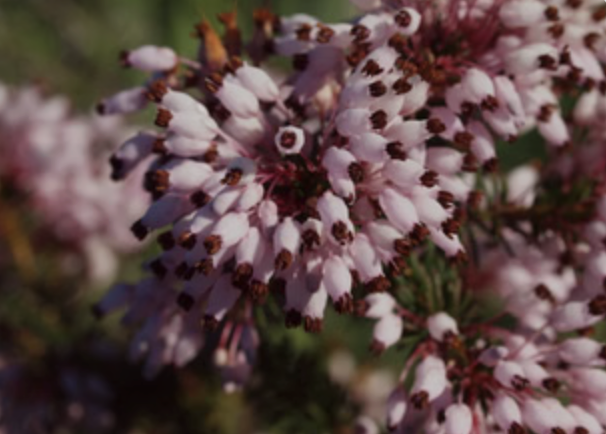 Private Chadwick Lakes, Victoria Lines & Bingemma Valley Nature Walk with Botanist gallery 2
