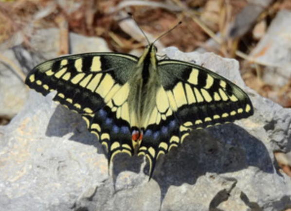 Mistra Valley & Selmun Nature Walking Tour (Private Botanist-Led Hike) gallery 2