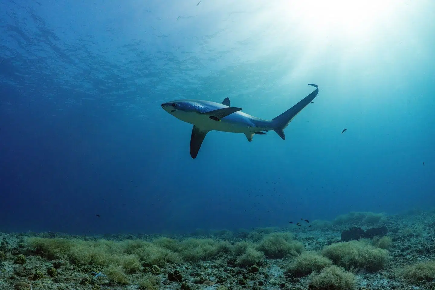 Two-Resort Philippines Dive Adventure: Malapascua & Moalboal, photo 2