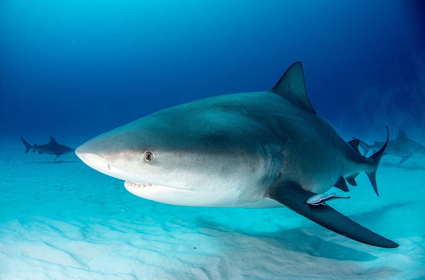 Mexico Dive Week: Cenotes, Reef & Bull Sharks in Tulum, photo 5