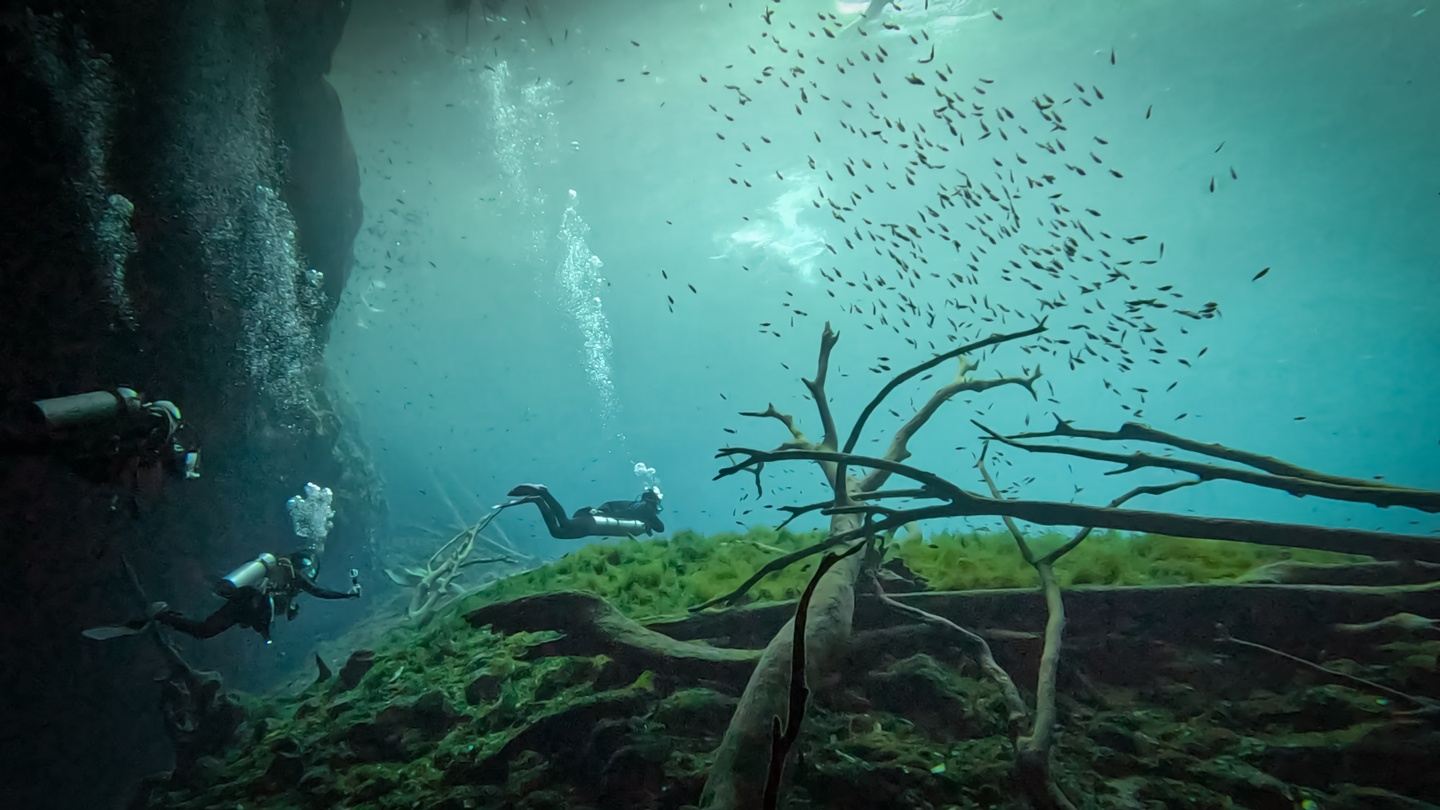 Mexico Dive Week: Cenotes, Reef & Bull Sharks in Tulum gallery 5