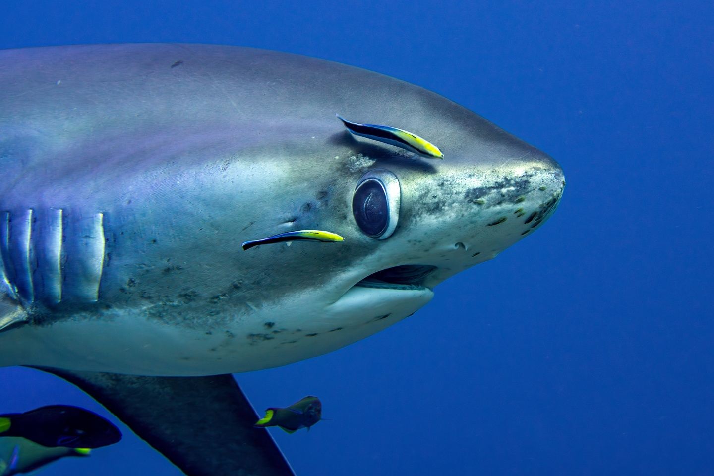 Two-Resort Philippines Dive Adventure: Malapascua & Moalboal gallery 10