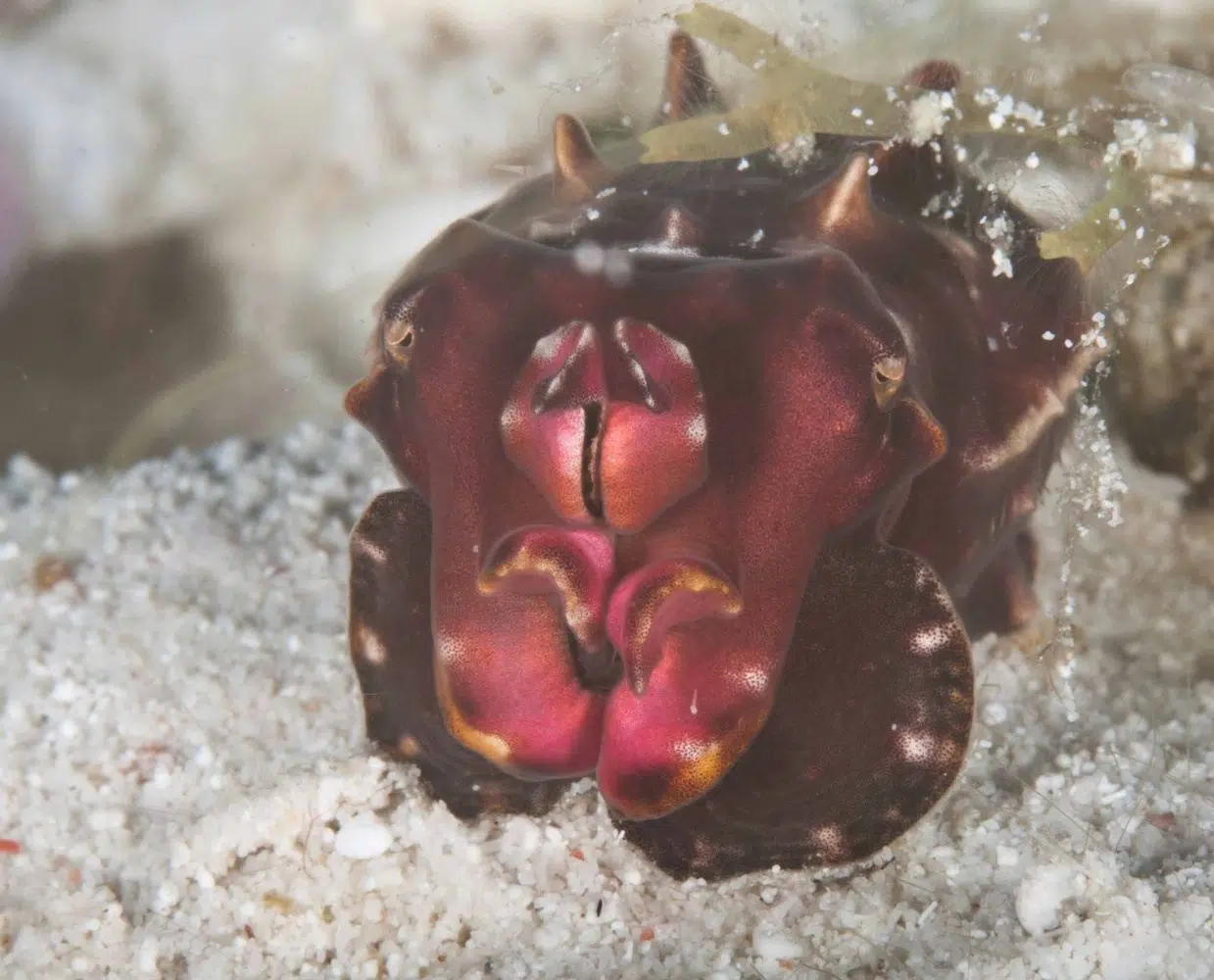 Two-Resort Philippines Dive Adventure: Malapascua & Moalboal gallery 2