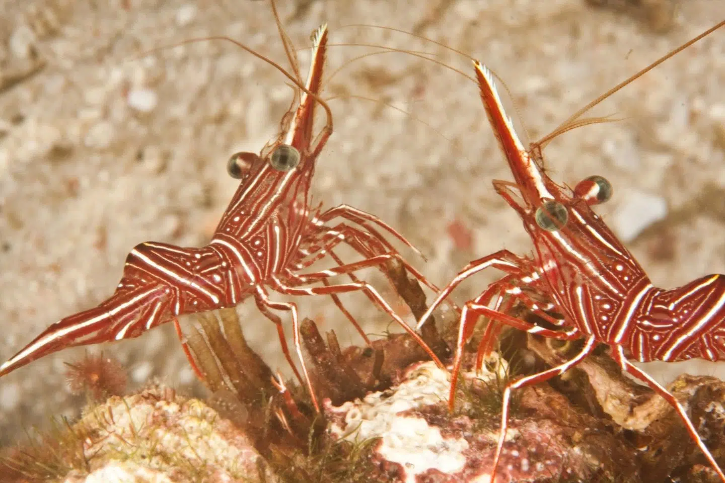 Two-Resort Philippines Dive Adventure: Malapascua & Moalboal, photo 5