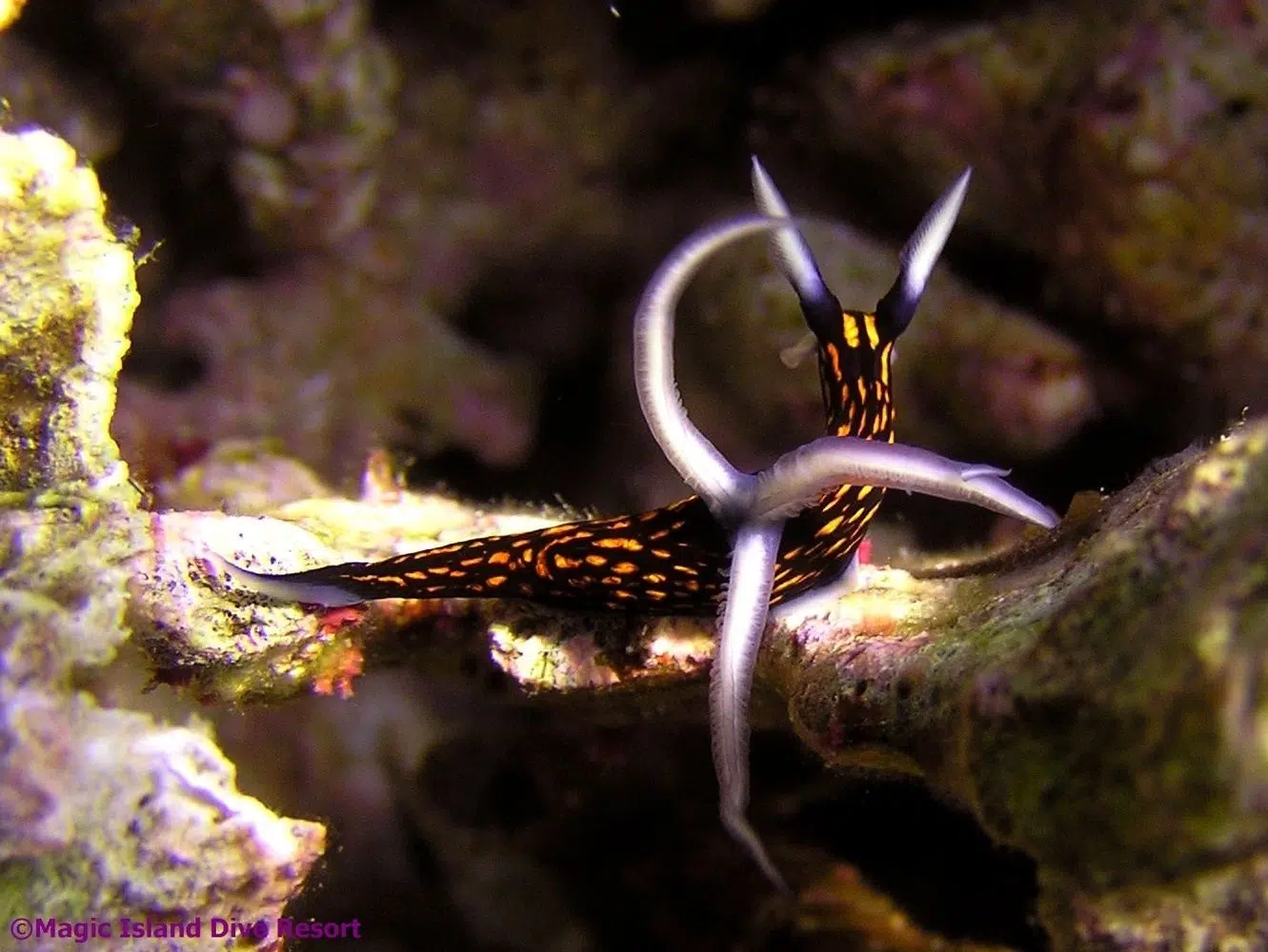 Two-Resort Philippines Dive Adventure: Malapascua & Moalboal gallery 3