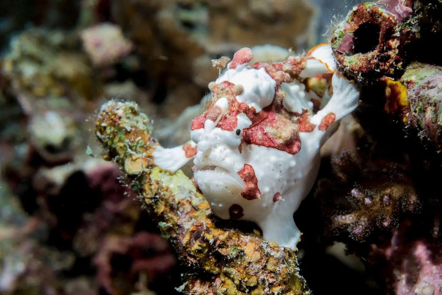 Two-Resort Philippines Dive Adventure: Malapascua & Moalboal gallery 4