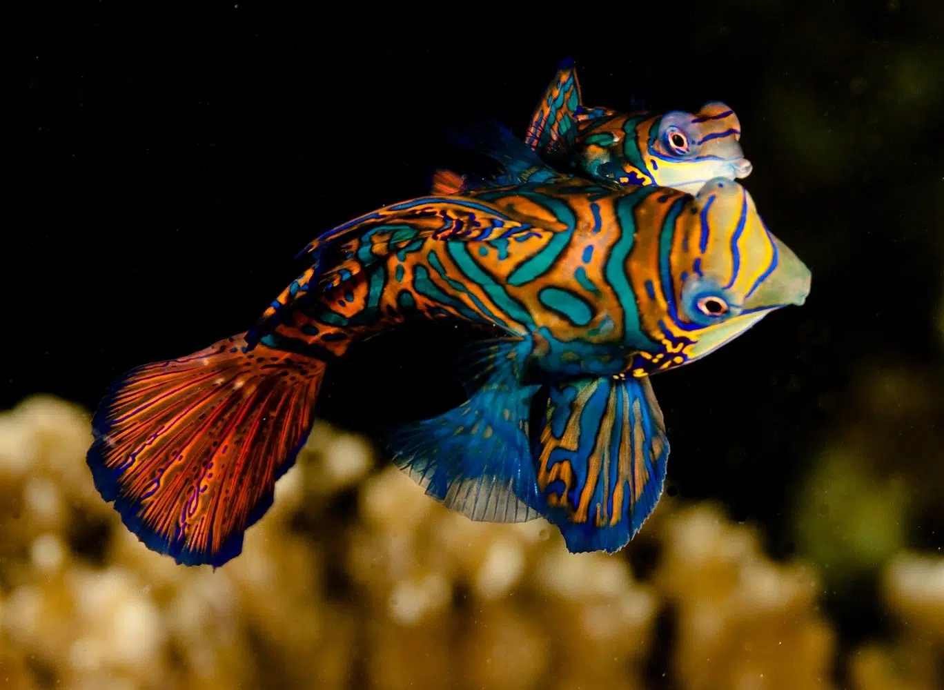 Two-Resort Philippines Dive Adventure: Malapascua & Moalboal, photo 4