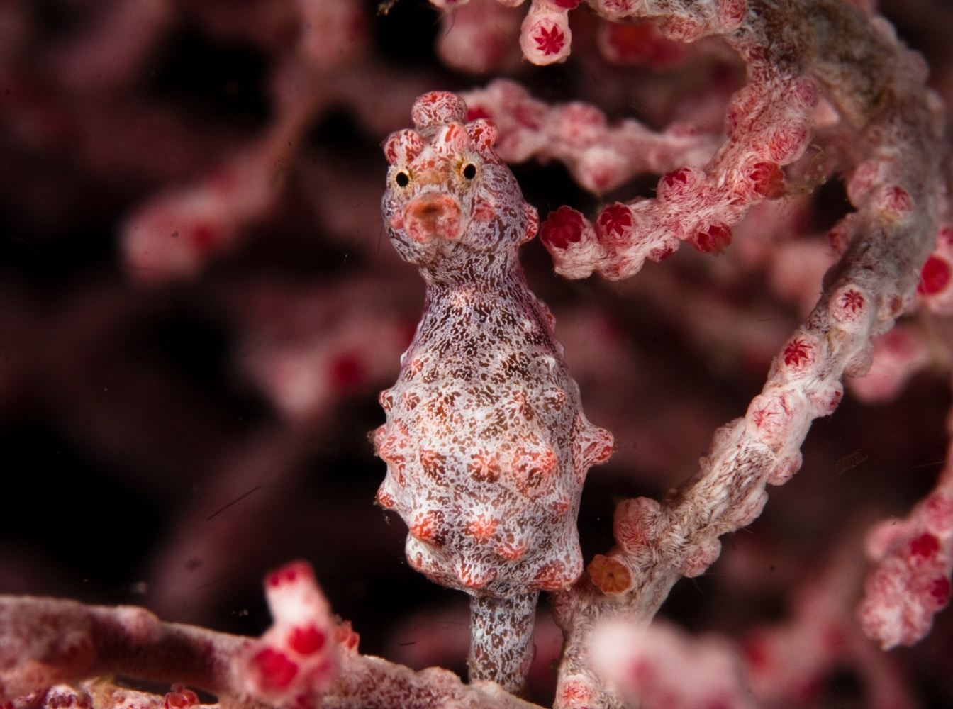 Two-Resort Philippines Dive Adventure: Malapascua & Moalboal gallery 5