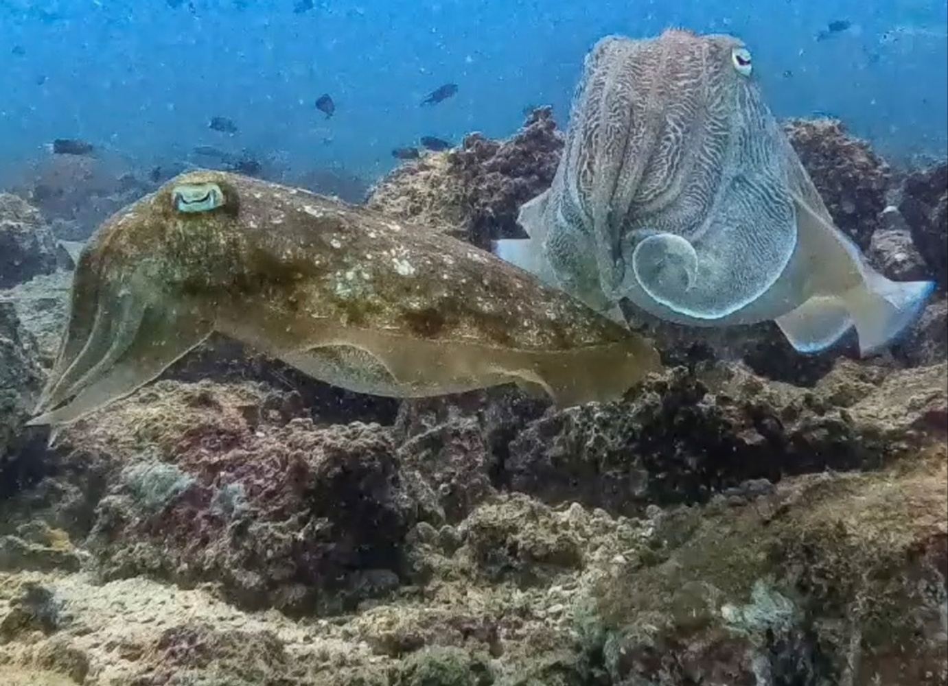 Shore-Based Musandam Diving Week from Khasab, Oman, photo 3