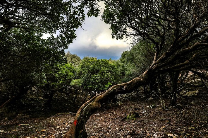 Hiking and Sailing in Ikaria: Randi’s Forest with Seychelles Beach and Village Lunch gallery 5