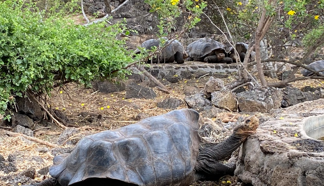 Bike or Hike Wetlands Wall of Tears & Giant Tortoise Breeding Center Isabela, photo 5