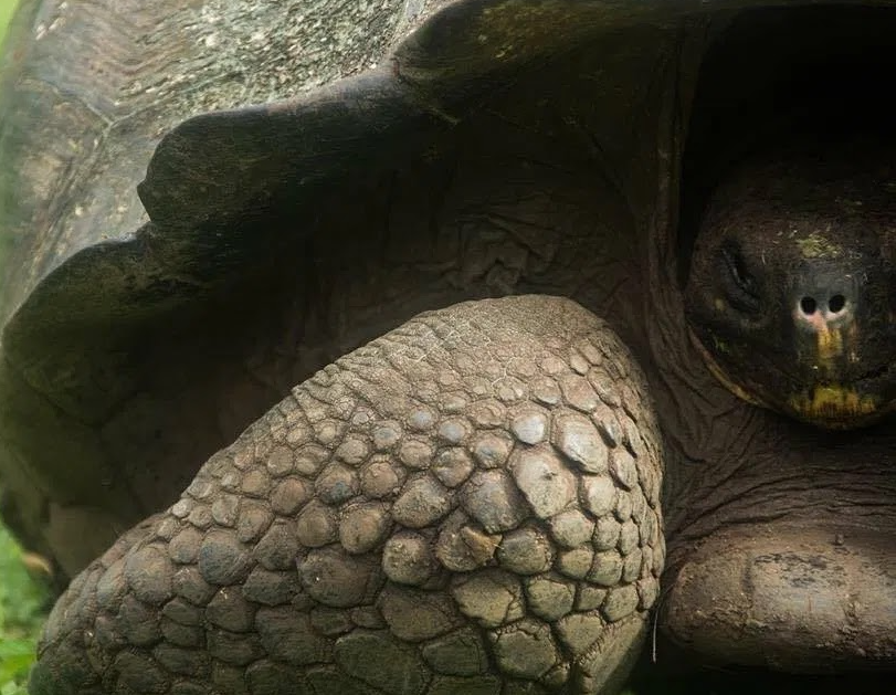 Bike or Hike Wetlands Wall of Tears & Giant Tortoise Breeding Center Isabela gallery 2