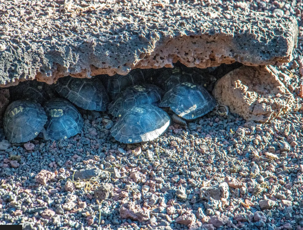 Bike or Hike Wetlands Wall of Tears & Giant Tortoise Breeding Center Isabela gallery 3