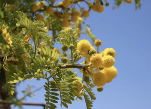 Private South Coast Nature Walking Tour with a Qualified Botanist in Malta gallery 3