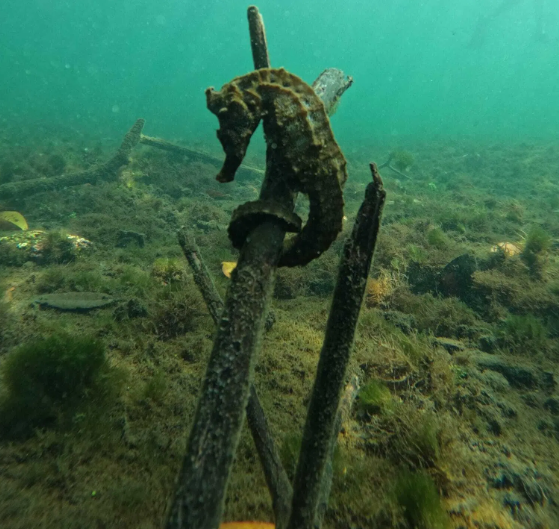 Snorkelling Adventure in Los Tuneles, Isabela, photo 3