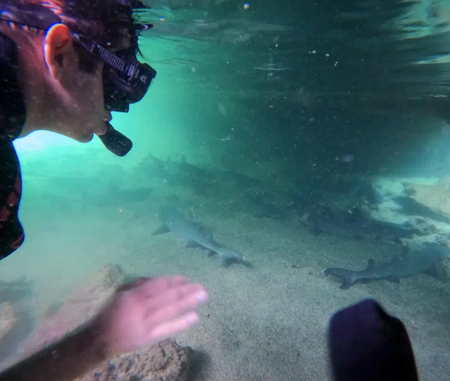 Snorkelling Adventure in Los Tuneles, Isabela, listing photo
