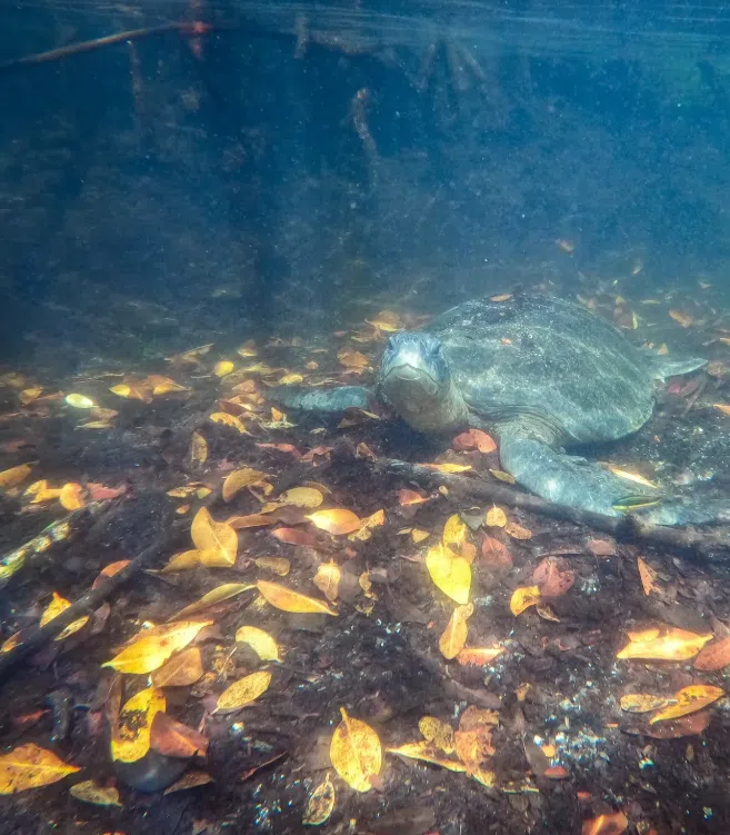 Snorkelling Adventure in Los Tuneles, Isabela, photo 2