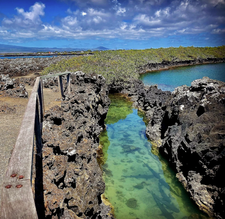 Snorkelling Adventure in Tintoreras Bay, Isabela, photo 2