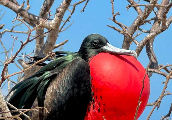 5 Day Galapagos Islands Hiking, Snorkelling and Wildlife Tour gallery 2