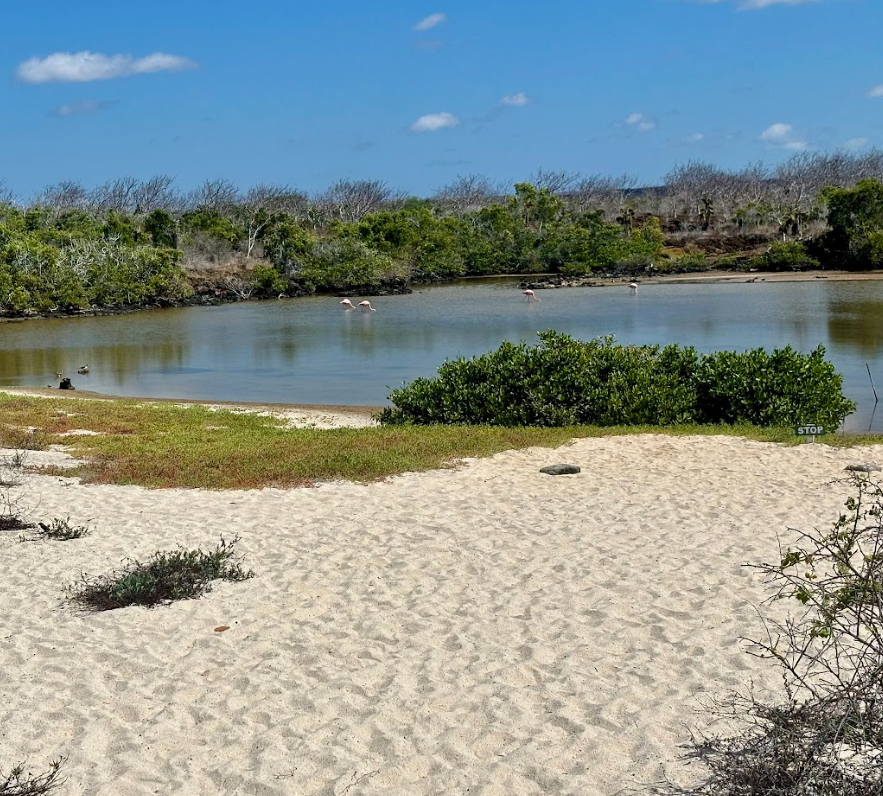 5 Day Galapagos Islands Hiking, Snorkelling and Wildlife Tour gallery 4