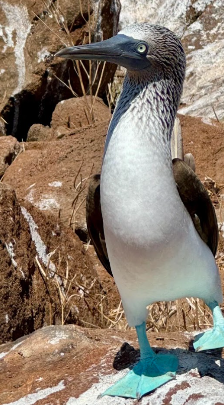 5 Day Galapagos Islands Hiking, Snorkelling and Wildlife Tour gallery 8