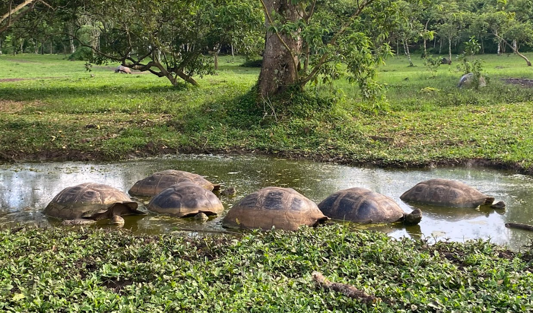 5 Day Galapagos Islands Hiking, Snorkelling and Wildlife Tour gallery 9