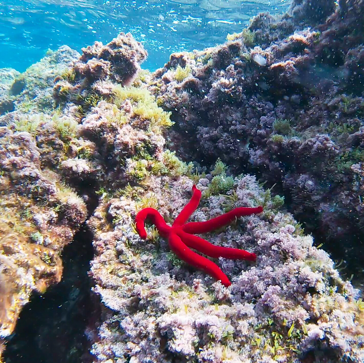 Family Boat Trip With Snorkelling in Ibiza gallery 4
