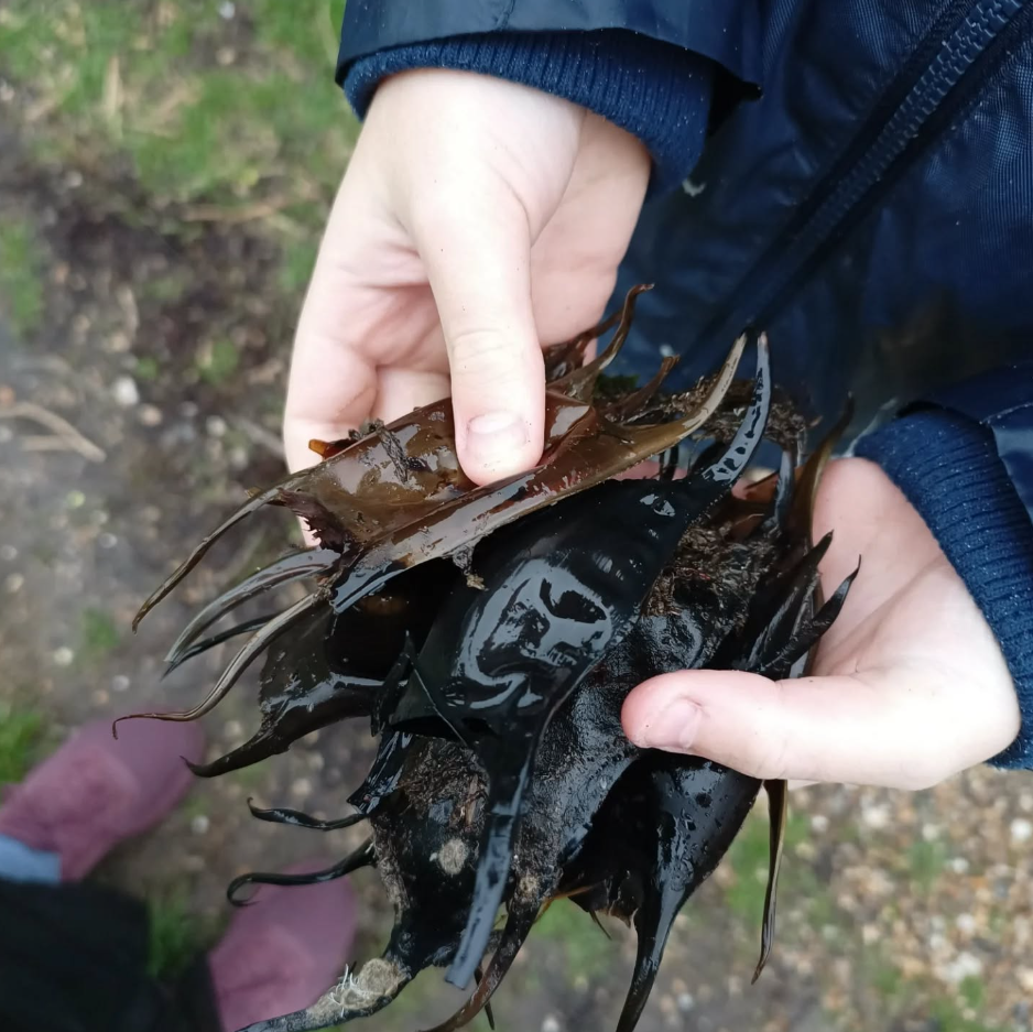SSI Marine Ecology Course in Selsey, West Sussex, photo 5