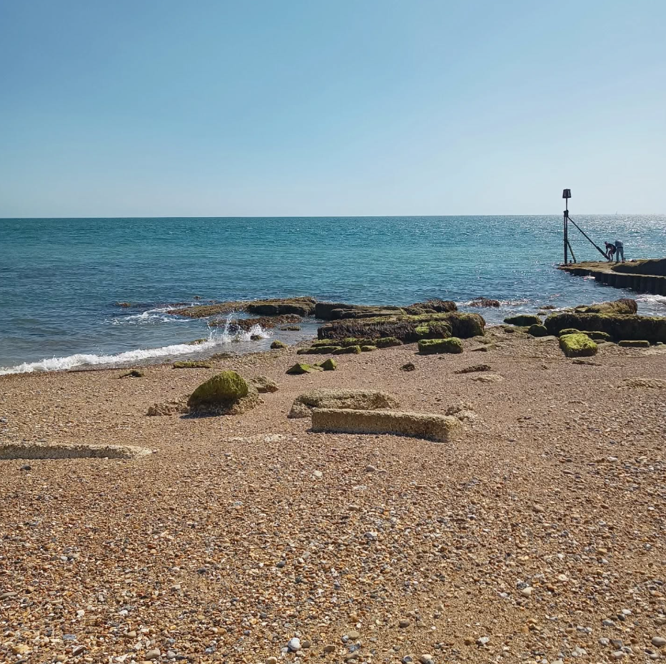 Marine Life Walks in Selsey, West Sussex gallery 9