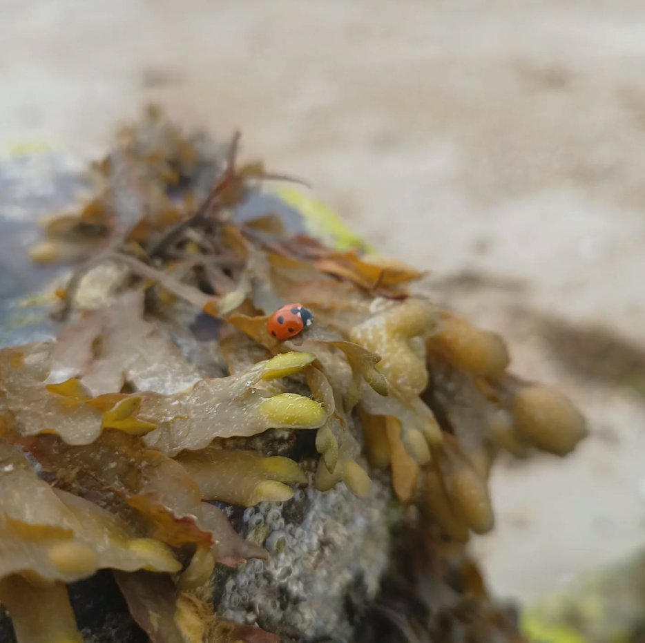 SSI Marine Ecology Course in Selsey, West Sussex gallery 2