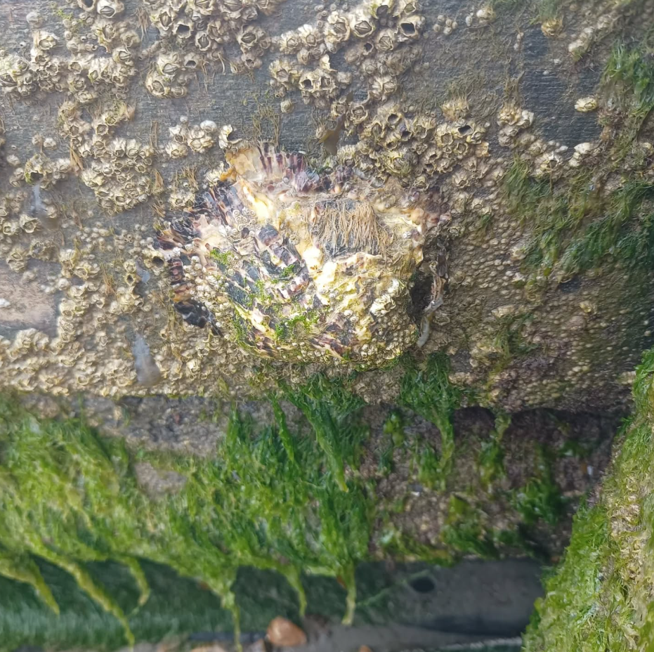 SSI Marine Ecology Course in Selsey, West Sussex gallery 3